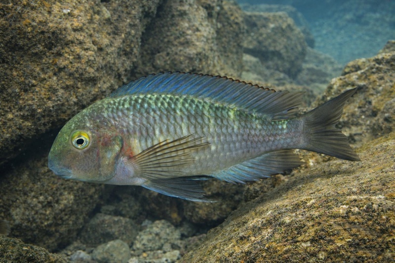 Tropheus moorii 'Cape Kaku'